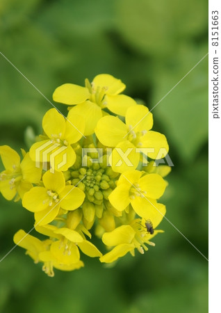 強姦開花 強姦開花 8151663