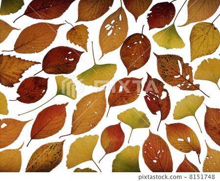 Fallen leaves Fallen leaves 8151748