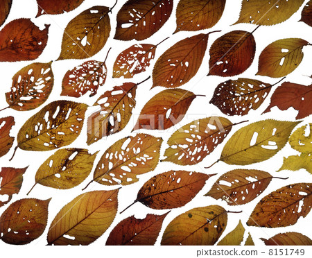 落葉 落葉 8151749