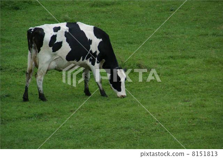 In the great nature 8151813