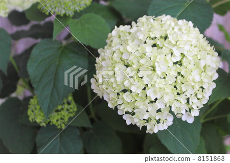 Hydrangea Annabelle 8151868
