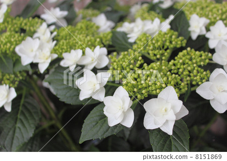 Hydrangea Kirara 8151869