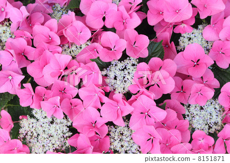 Hydrangea cassiopeia - Stock Photo [8151871] - PIXTA