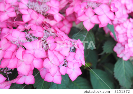 Hydrangea Asian Beauty Clara 8151872