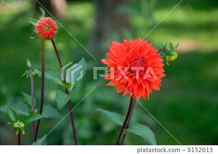 Dahlia 8152013