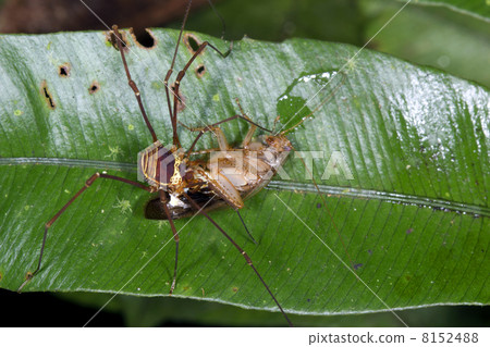 Tropical Phalangid (Daddy Long Legs) feeding on a cockroach in t Tropical Phalangid (Daddy Long Legs) feeding on a cockroach in t 8152488