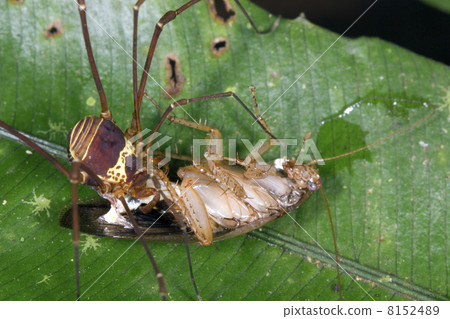 Tropical Phalangid (Daddy Long Legs) feeding on a cockroach in t Tropical Phalangid (Daddy Long Legs) feeding on a cockroach in t 8152489