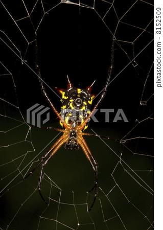 Spiny orb weaver spider (Gasteracantha sp.) 8152509