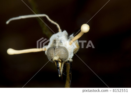 Fly (Diptera) parasitized by a Cordyceps fungus in rainforest, Ecuador Fly (Diptera) parasitized by a Cordyceps fungus in rainforest, Ecuador 8152551