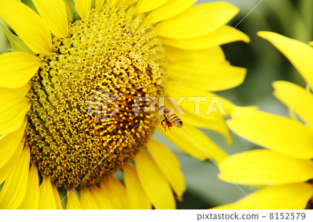 Bees and sunflower 05 8152579