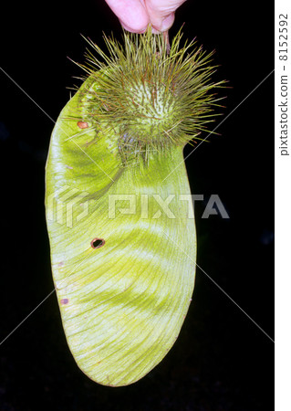 A giant winged seed of a tree from tropical dry forest in southern Ecuador 8152592