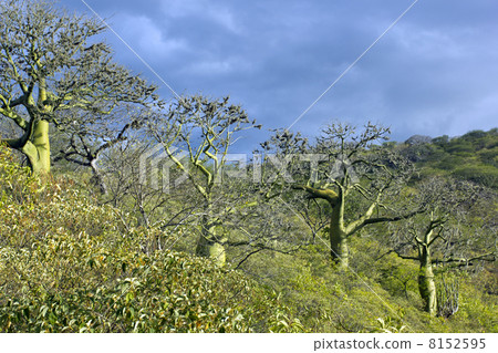 Row of Ceibo trees with green photosynthetic bark (Ceiba trichisandra, Bombacaceae). 8152595