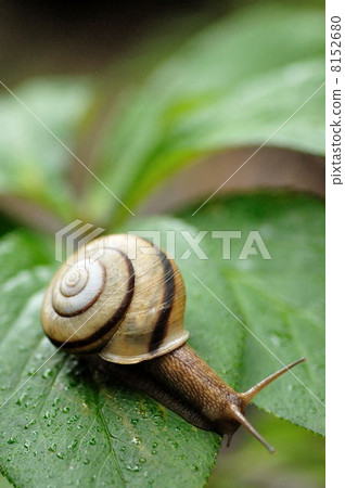 螺旋圖案 8152680