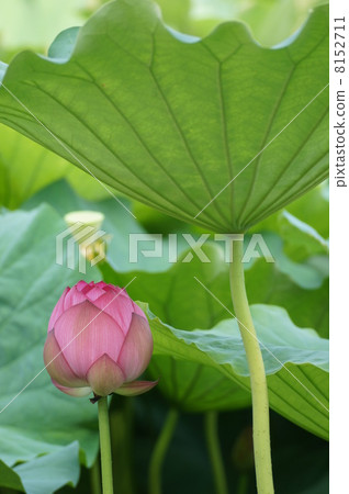 Lotus buds and leaves 8152711