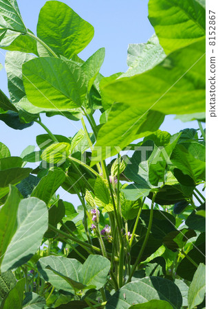 Soybean field when flowering 8152867