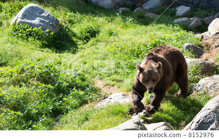 Brown bear is posing on the rock. 8152976