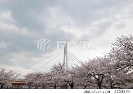 Kawasaki Bridge seen from Minami Temma Park Kawasaki Bridge seen from Minami Temma Park 8153294