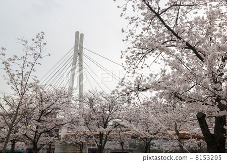 Kawasaki Bridge seen from Minami Temma Park Kawasaki Bridge seen from Minami Temma Park 8153295