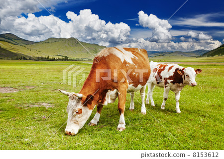 Grazing cows 8153612