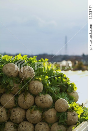 Dian radish Dian radish 8153774