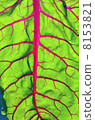 Rhubarb Leaf 8153821