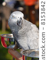 African Grey Parrot 8153842