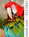 Macaw Parrot 8153843