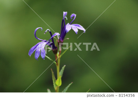 Mitsuishishu Mountains Mower Sawasdeum 8154356