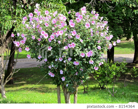 The flower tree of muke tree blooming in the shape of a heart 8154364