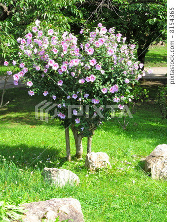 The flower tree of muke tree blooming in the shape of a heart 8154365