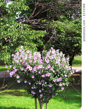 The flower tree of muke tree blooming in the shape of a heart 8154366