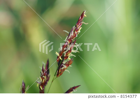 I am Mr. Seiban Sorghum. It is a flower. 8154377