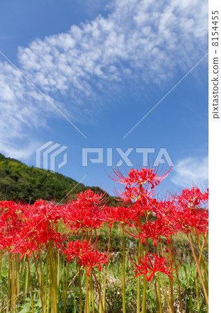 Cluster amaryllis 8154455