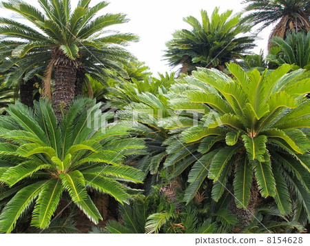 Amateur Oshima · Stable group of Cape Ayamaru 8154628