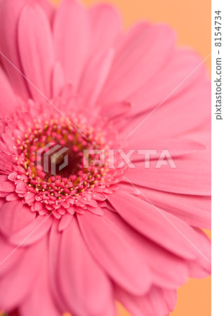 Gerbera flowers 8154734