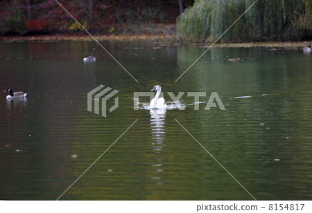 Swan 8154817