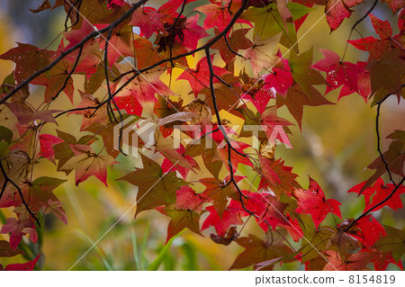 Colorful autumn 8154819