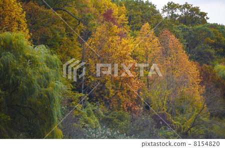 Colorful autumn 8154820