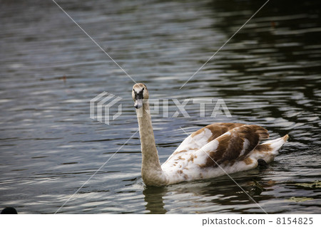 Swan 8154825