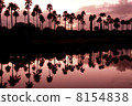 Morning glow of Palm 8154838