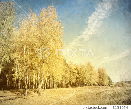Forest landscape Forest landscape 8155954