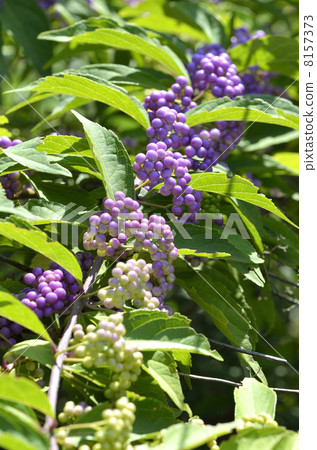 Komurasaki (small purple) Komurasaki (small purple) 8157373