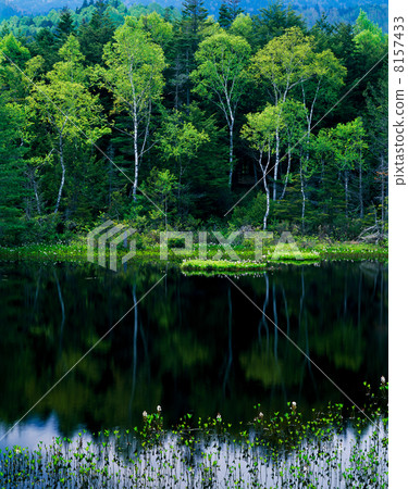 新鮮的綠色牛池塘 新鮮的綠色牛池塘 8157433