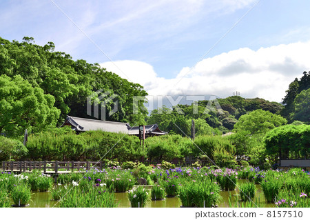 太宰府天滿宮的愛爾蘭池塘 8157510