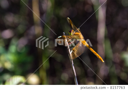 Miyama Macone Dragonfly 8157763