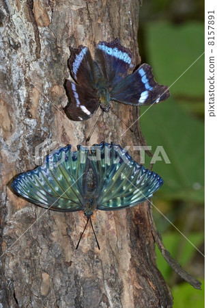 小鼻子蝴蝶和rulitateha 8157891