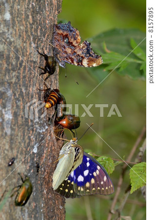 National butterflies Omurasaki and Ruritateja National butterflies Omurasaki and Ruritateja 8157895