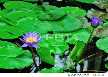 睡蓮(克林特·布萊恩特) 睡蓮(克林特·布萊恩特) 8158180