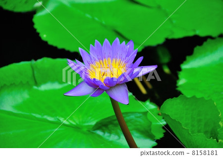 睡蓮(克林特·布萊恩特) 睡蓮(克林特·布萊恩特) 8158181