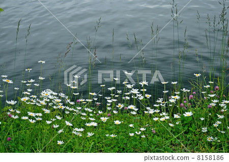 在湖邊的白色菊花 在湖邊的白色菊花 8158186